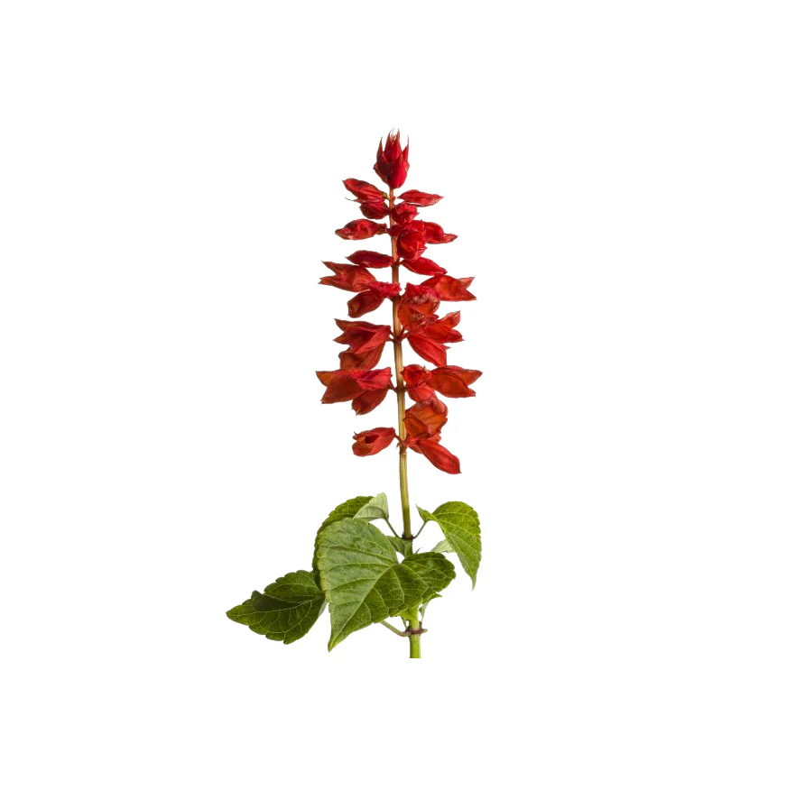 Salvia 6 pack - Mix