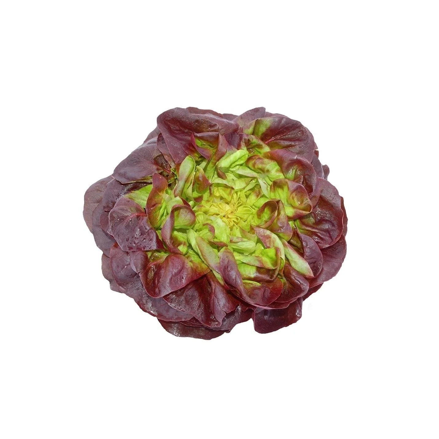 Lettuce 6 pack - Red Butter