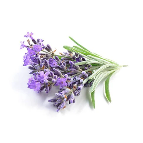 Lavender 15cm Pot - Grosso