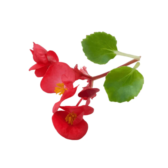 Begonias 6 pack