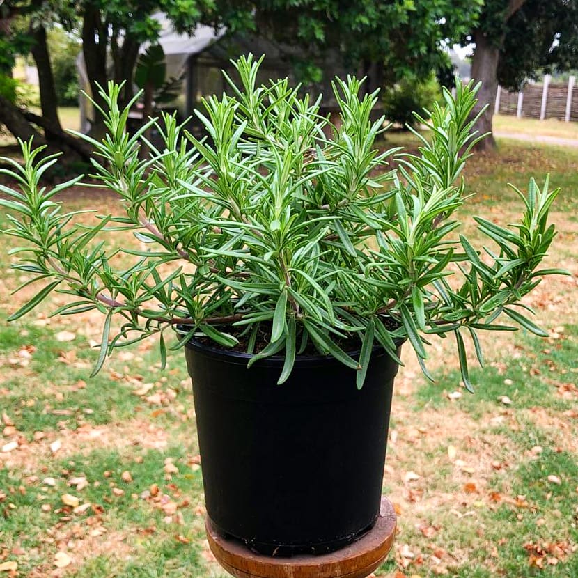 Rosemary 15cm Pot (Herb)