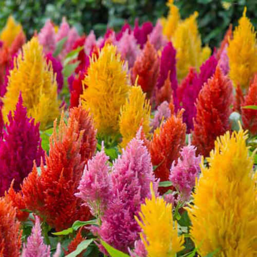 Celosia 6 pack - Mix