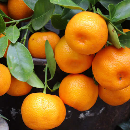 Naartjie Tree - Nules Clementine