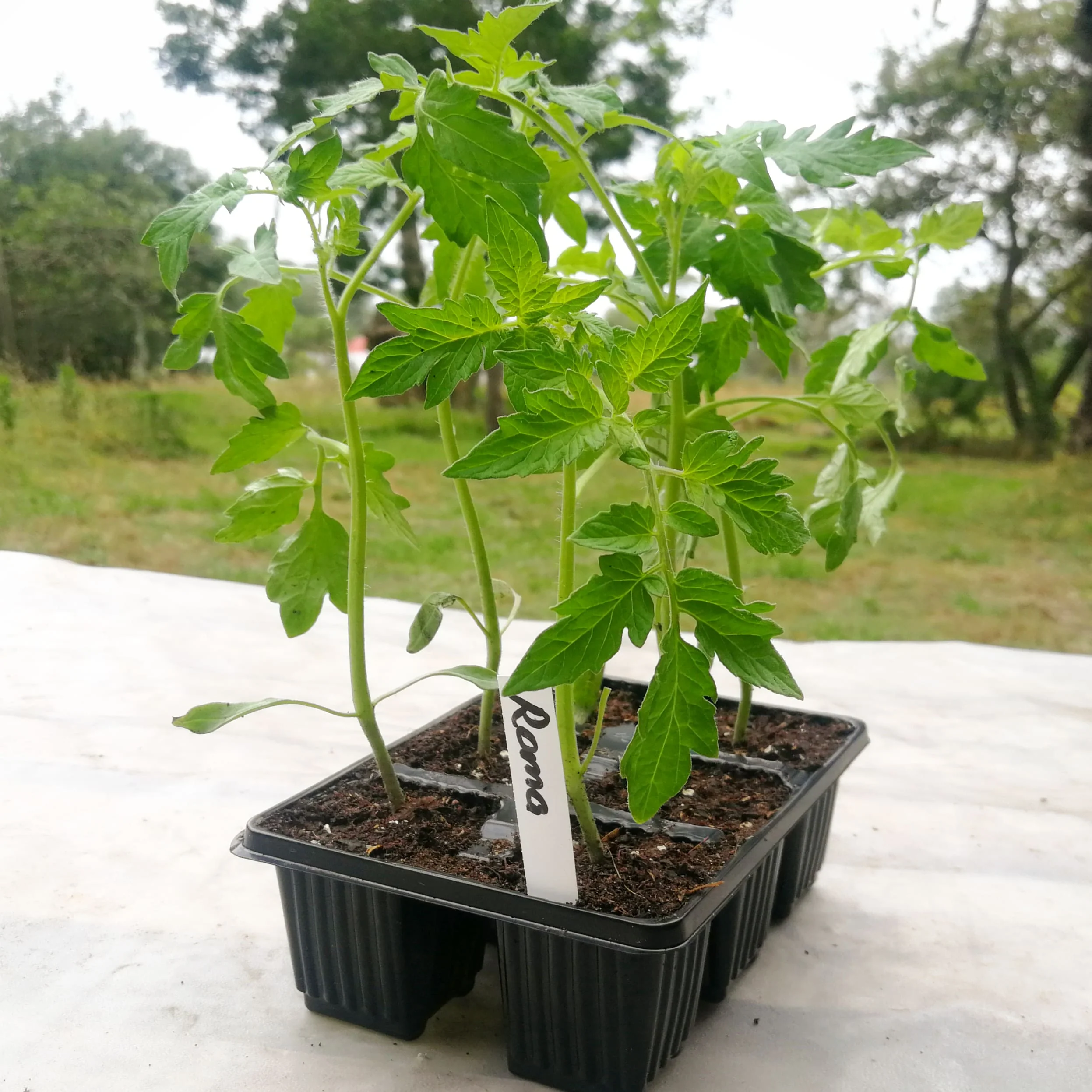 Tomato 6 pack - Roma