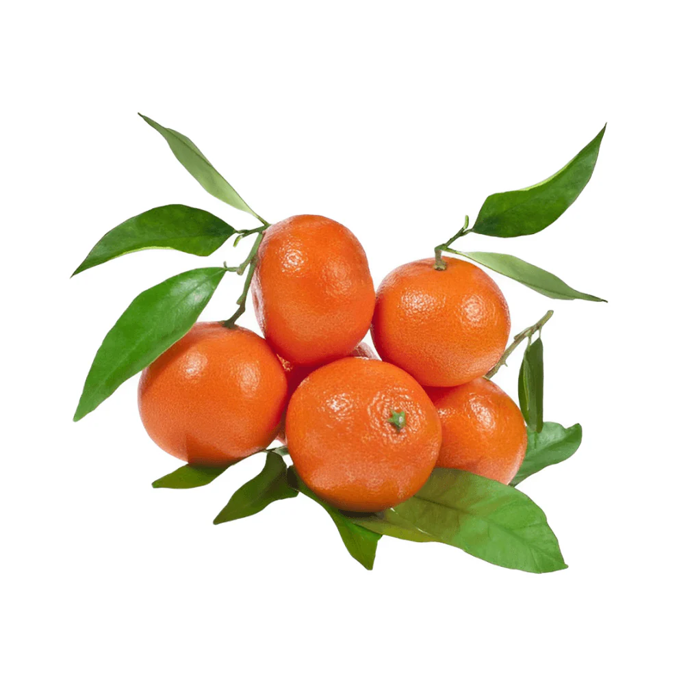 Naartjie Tree - Nules Clementine