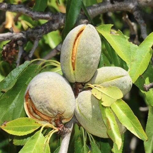 Almond Nut Tree - Nonpareil
