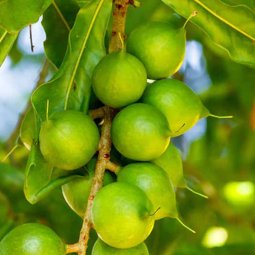 Macadamia Nut Tree - Beaumont
