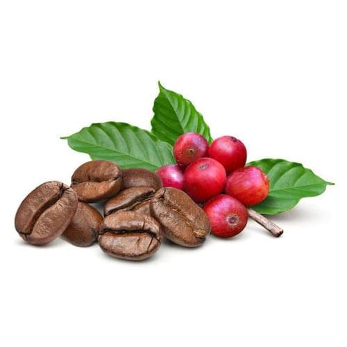 Arabica Coffee Tree