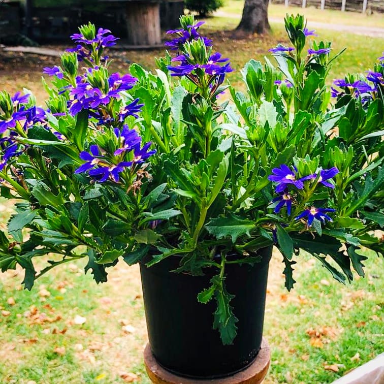 Scaevola 15cm Pot