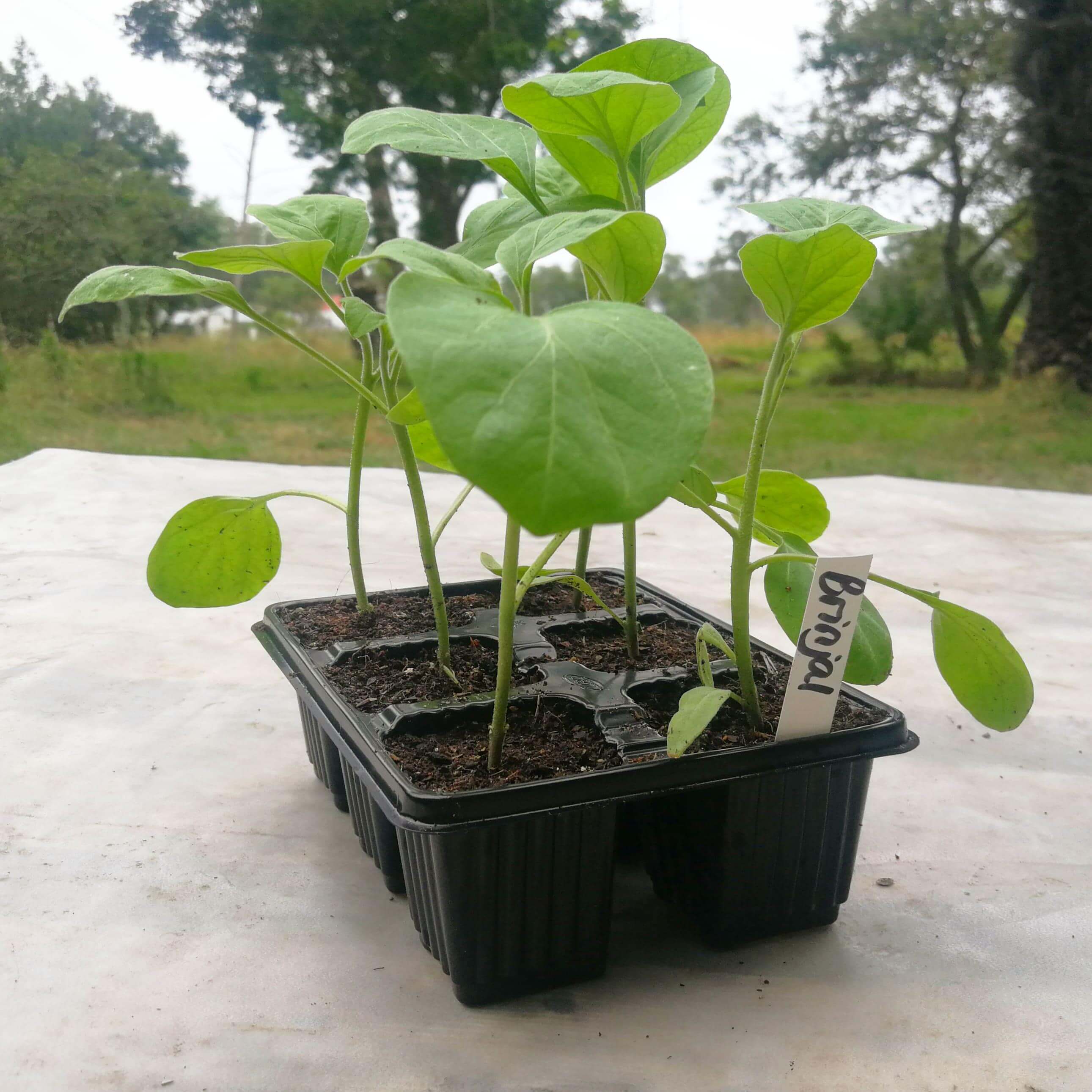 Brinjal 6 pack