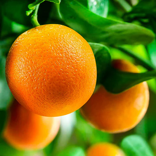 Orange Tree - Navel