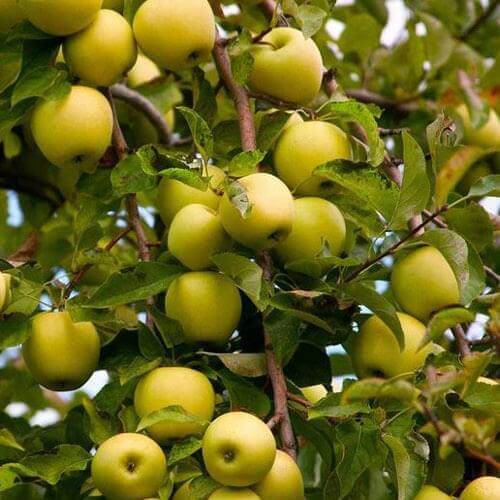 Apple Tree - Golden Delicious