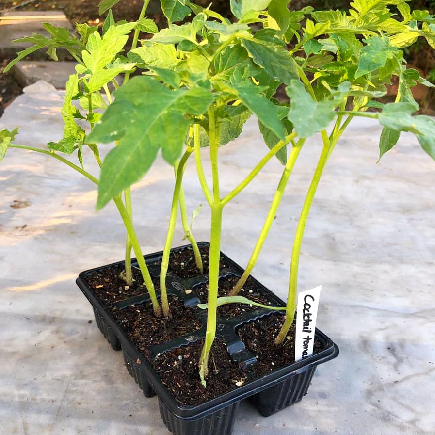 Tomato 6 pack - Cocktail