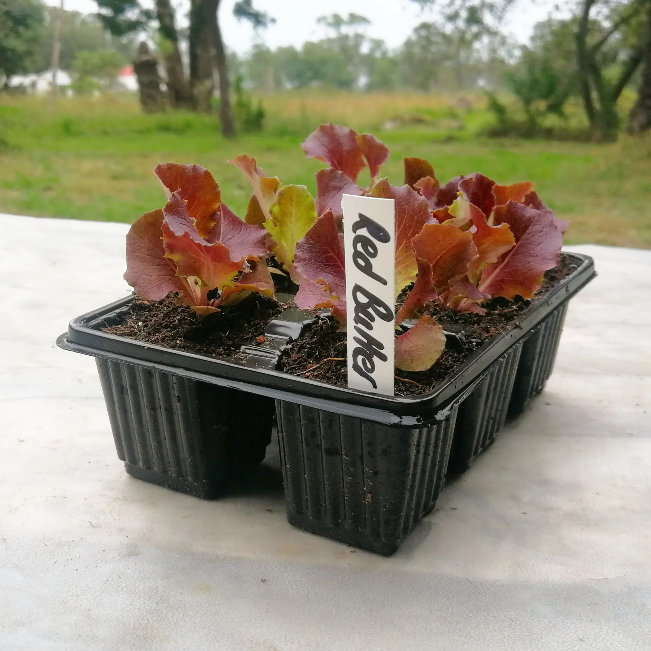 Lettuce 6 pack - Red Butter