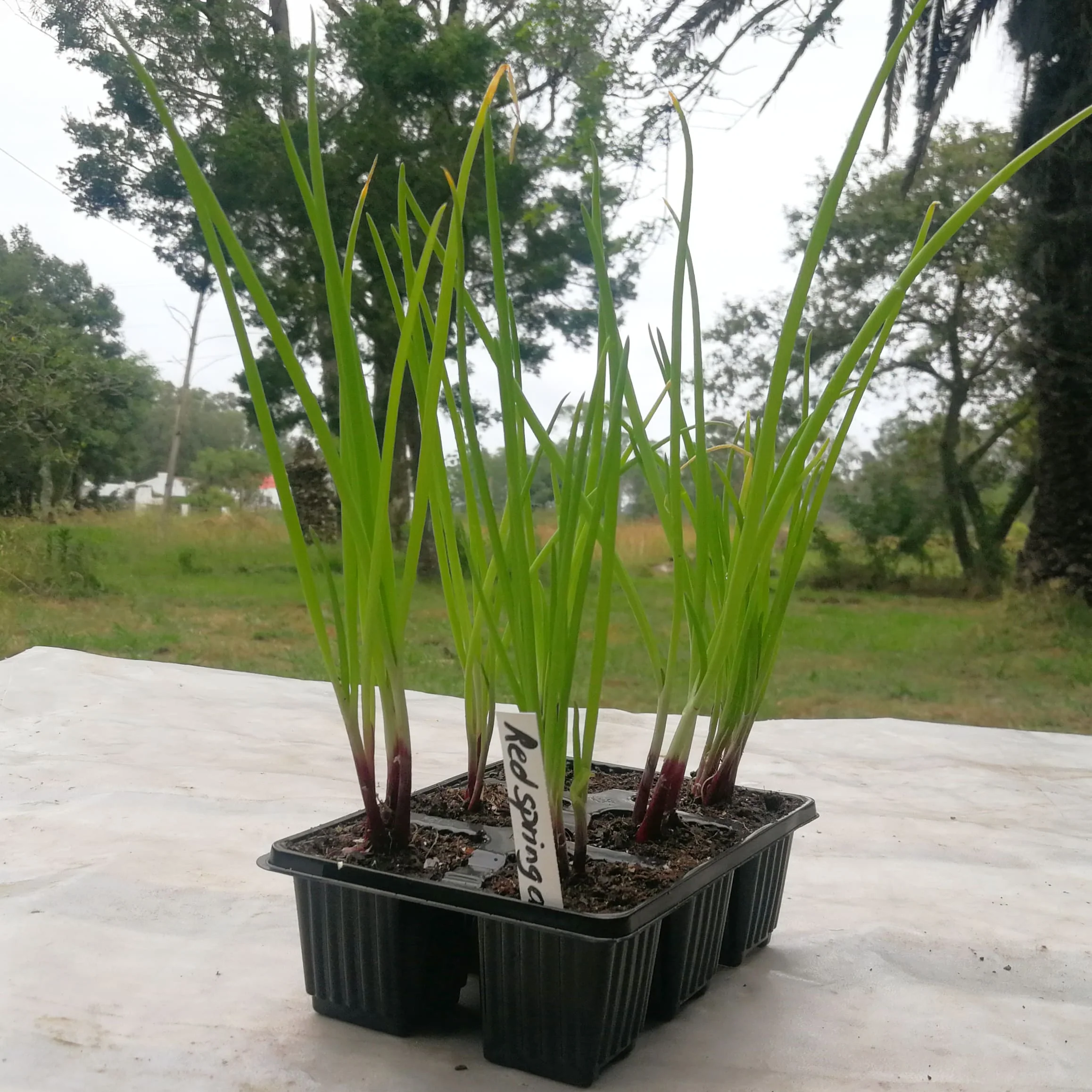Spring Onion 6 pack - Red Fiamma