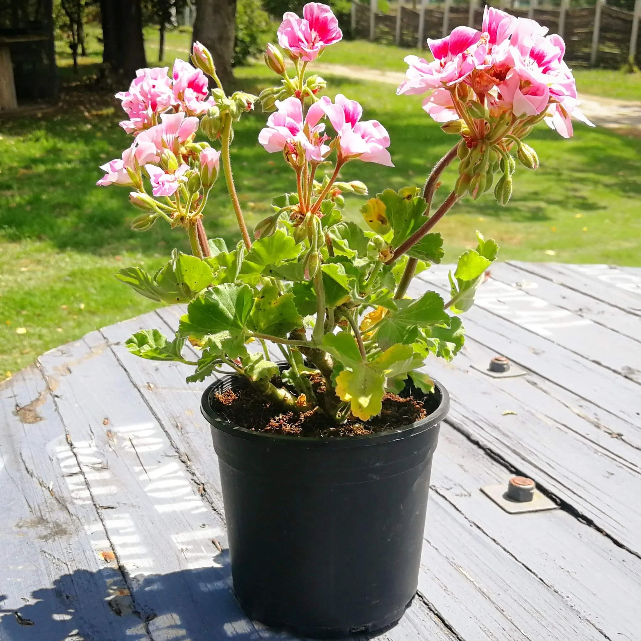 Geranium 15cm Pot - Malva