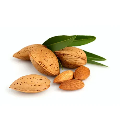 Almond Nut Tree - Alfahem