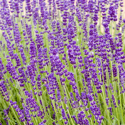Lavender 15cm Pot - Grosso
