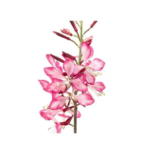 Gaura 15cm Pot - Butterfly Bush