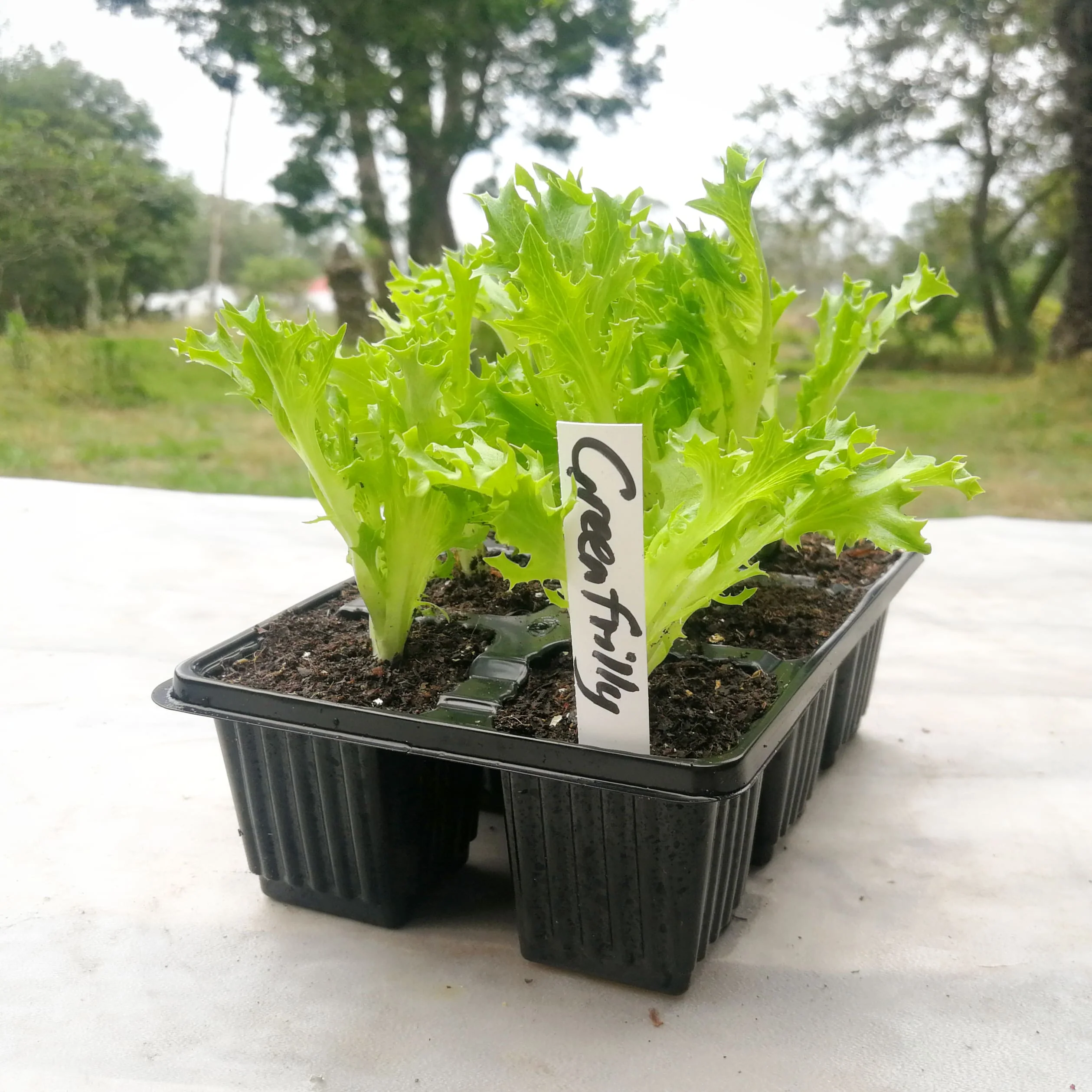 Lettuce 6 pack - Wahoo
