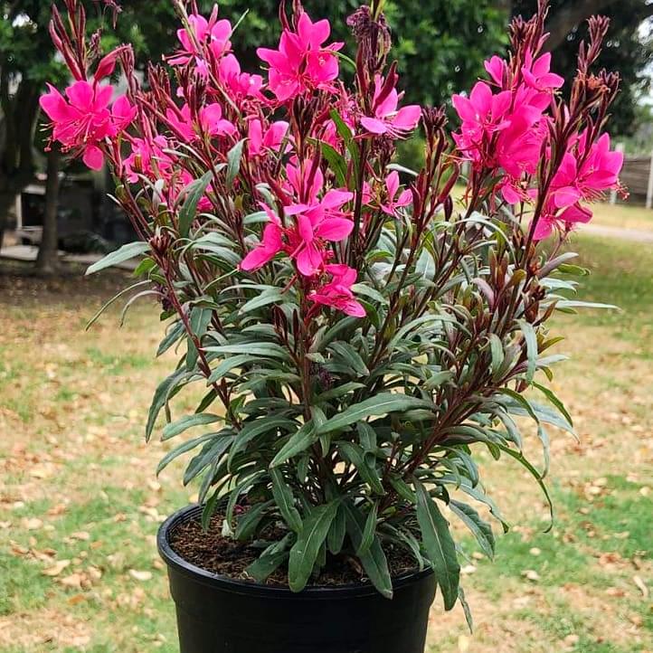 Gaura 15cm Pot - Butterfly Bush