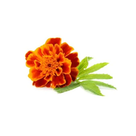 Marigold 6 pack - Fireball