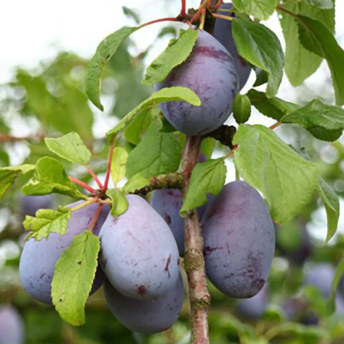 Prune Tree - Van der Merwe