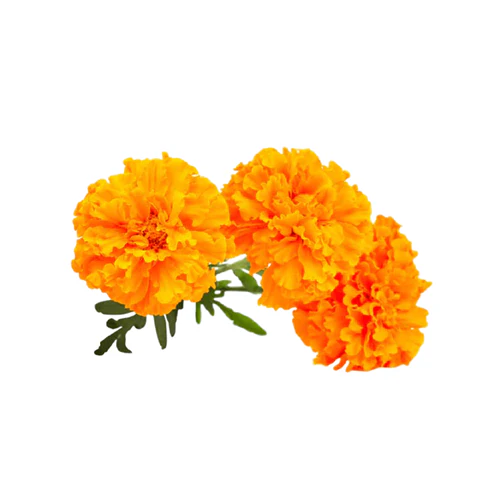 Marigold 6 pack - Pom Pom