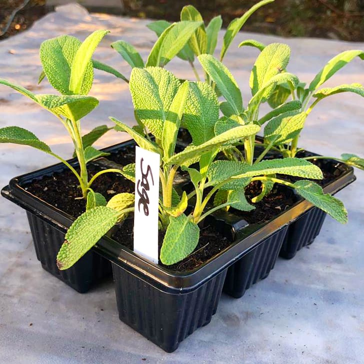 Sage 6 pack
