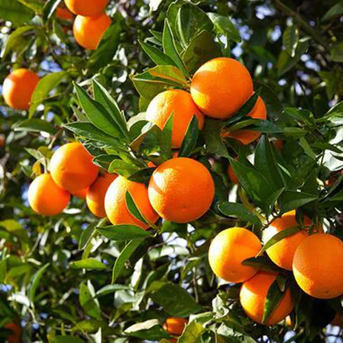 Orange Tree - Valencia