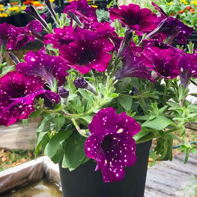 Petunia 15cm Pot