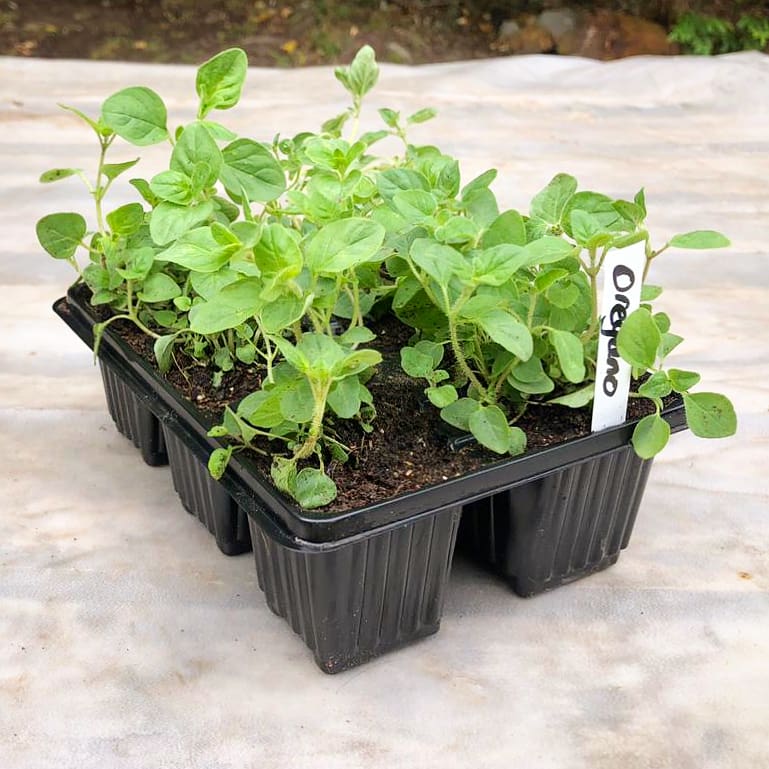 Oreganum 6 pack