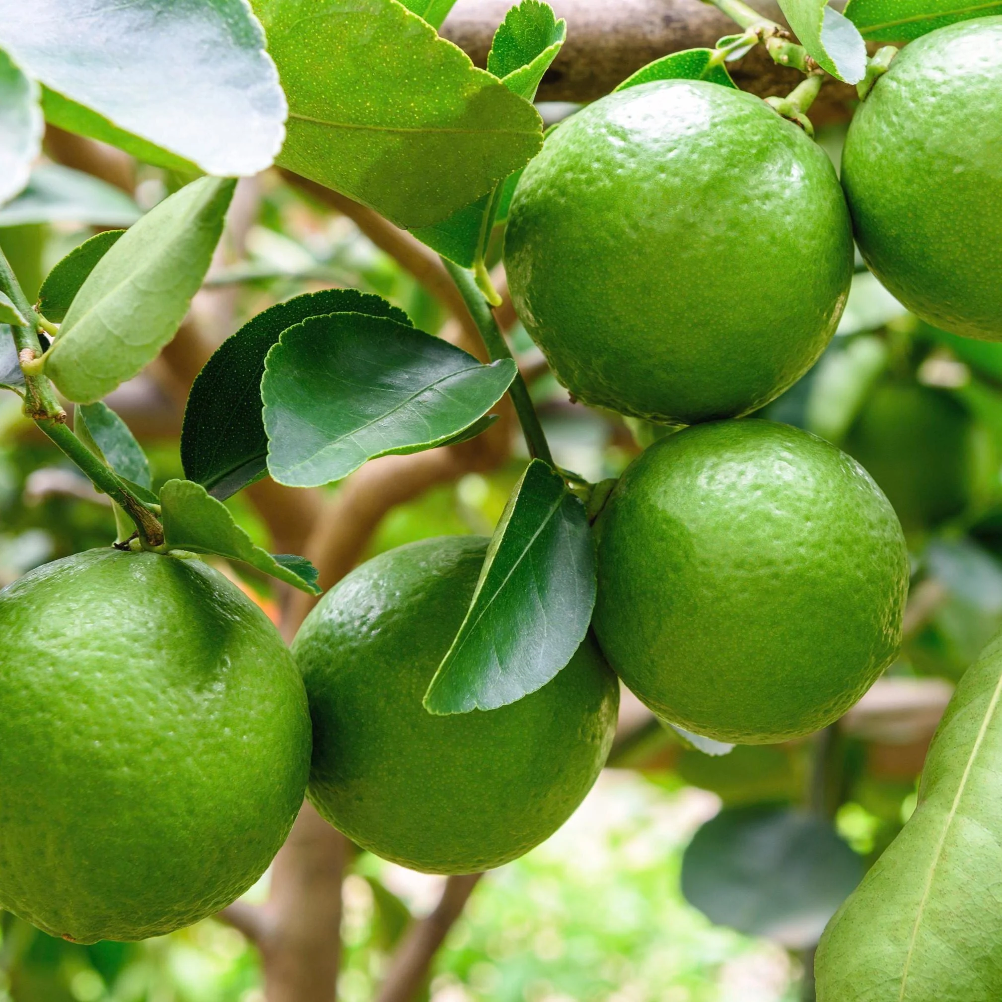 Lime Tree - Bearss