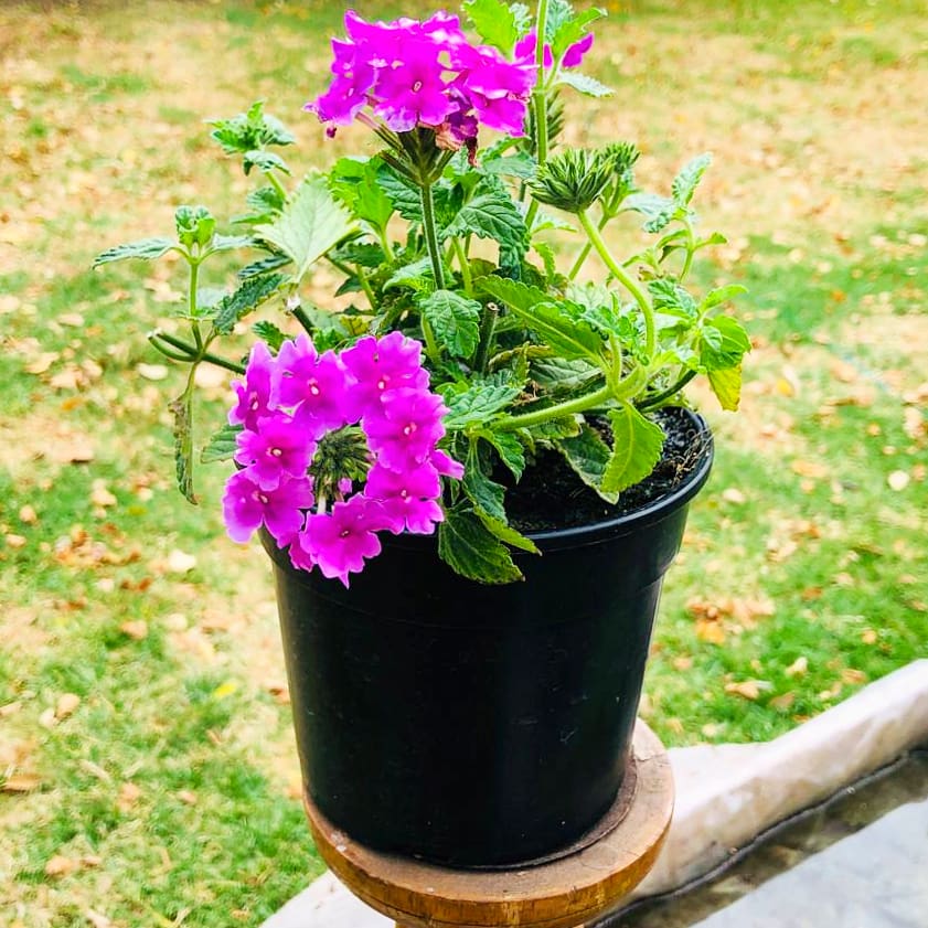 Verbena 15cm Pot