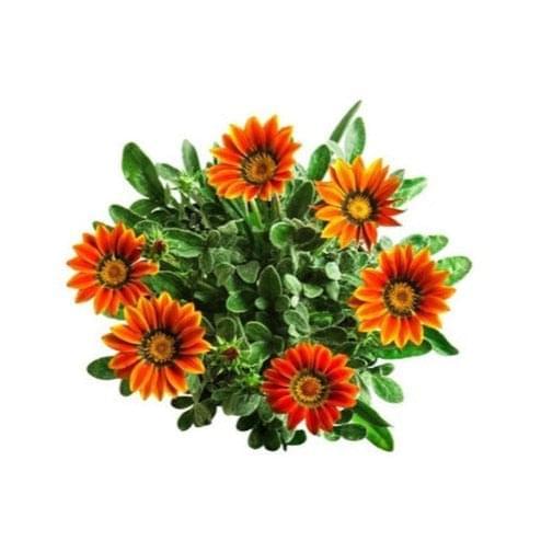 Gazania 6 pack - Mix