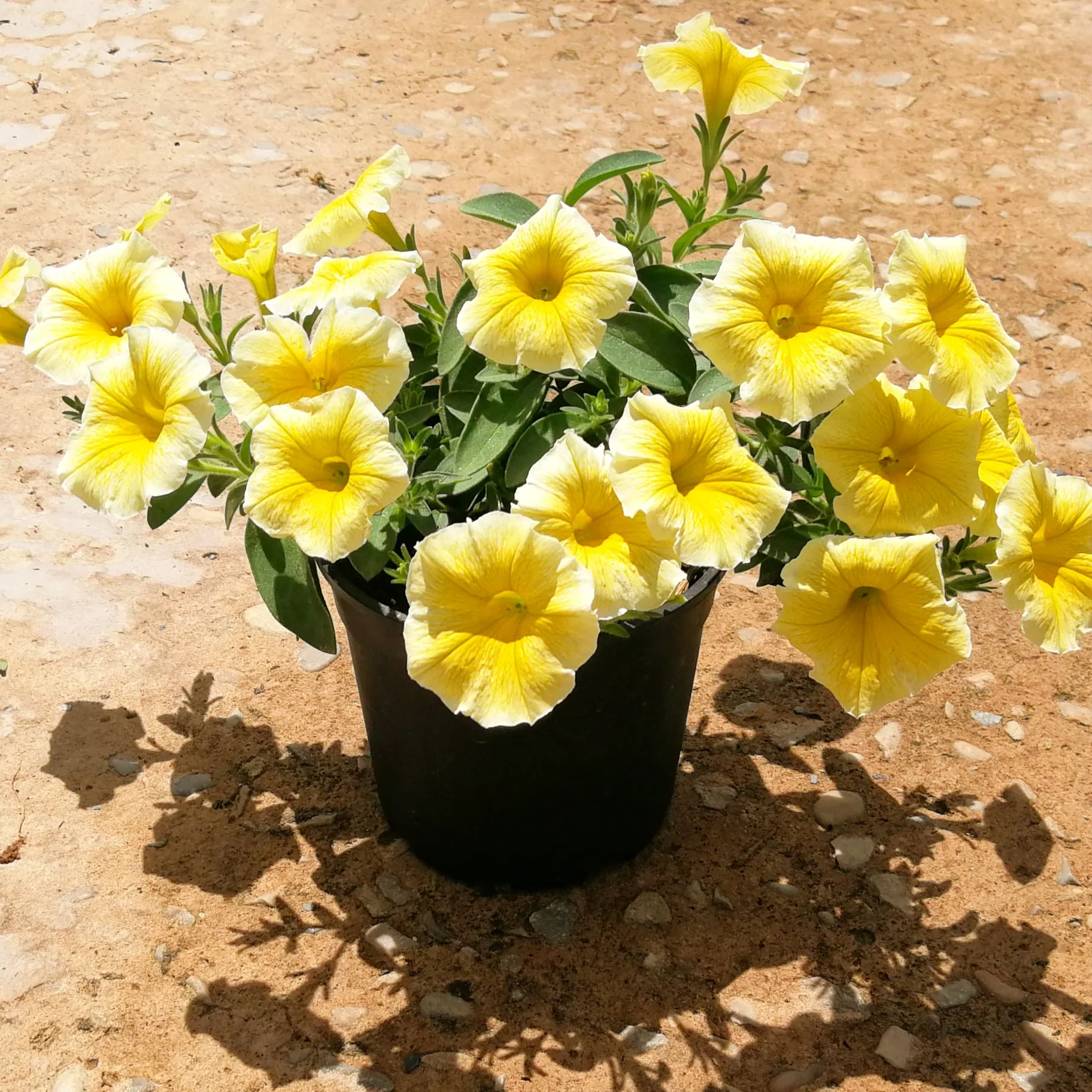 Petunia 15cm Pot