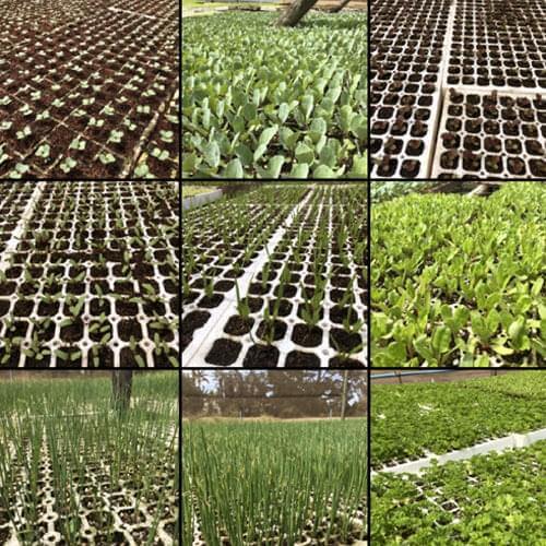 Bulk 200 Cavity Germination Tray (Veg or Herbs)