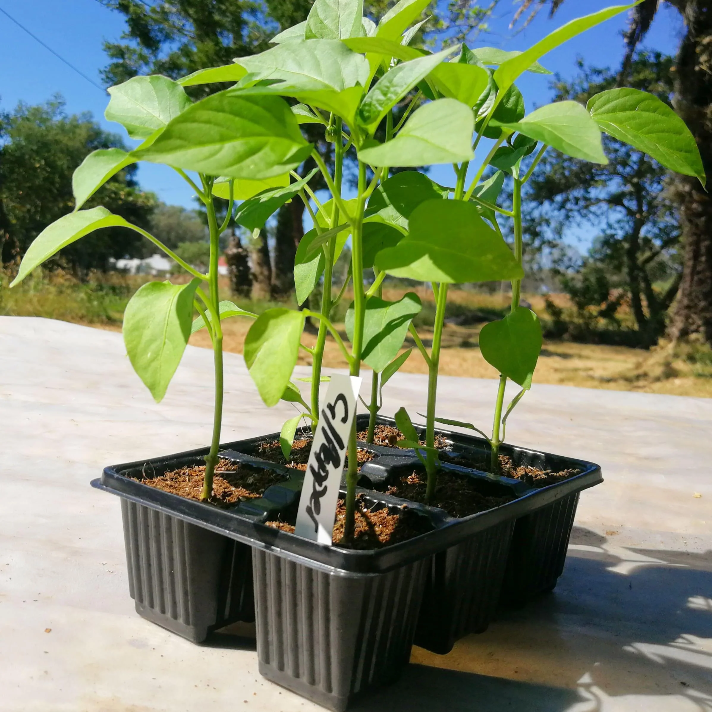 Green Pepper 6 pack