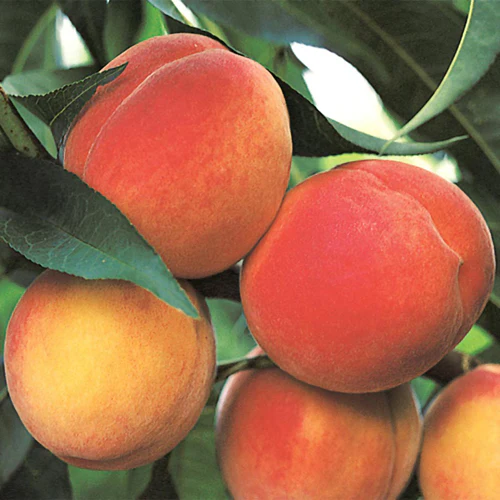 Peach Tree - San Pedro Loose pip