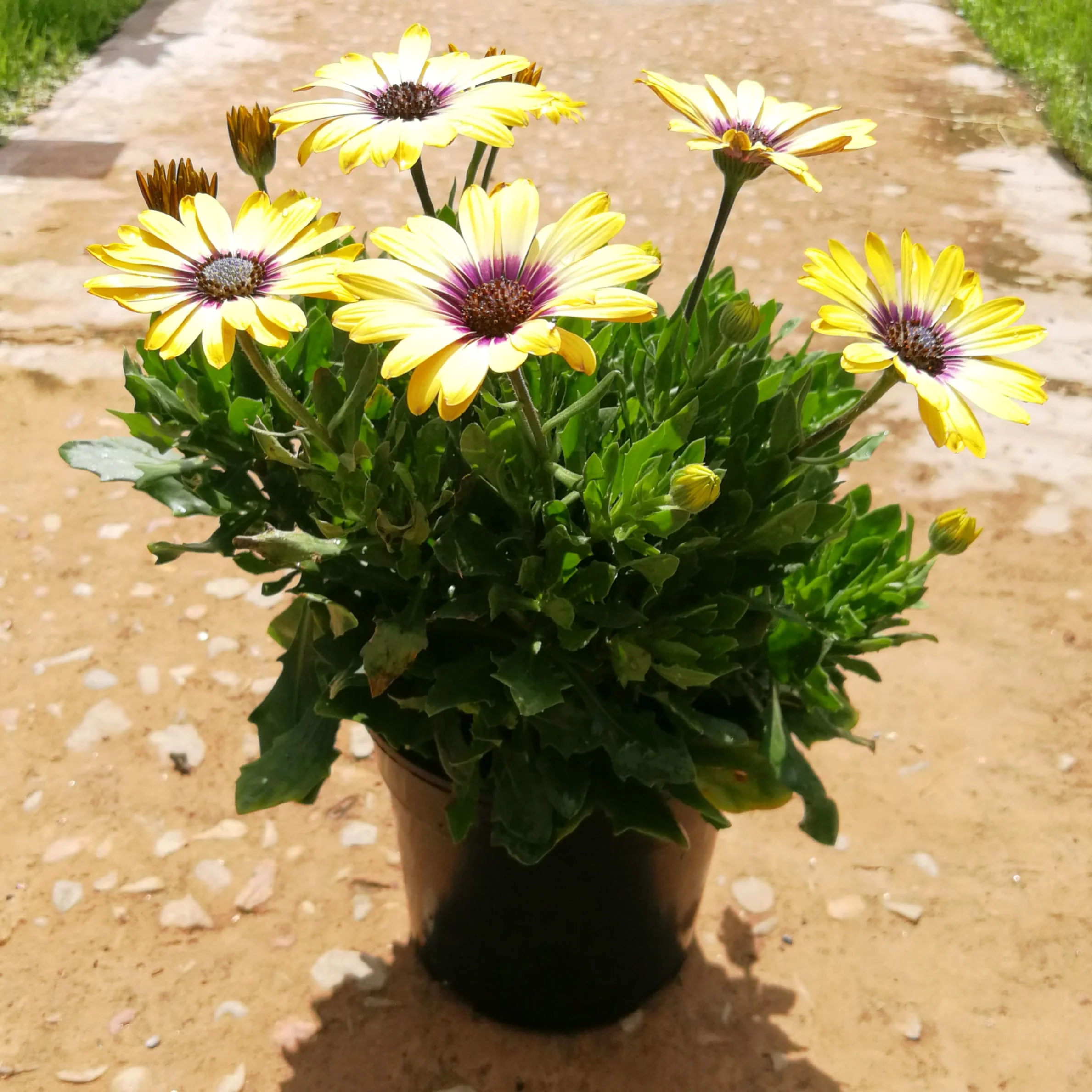 Osteospermum 15cm Pot - African Daisies