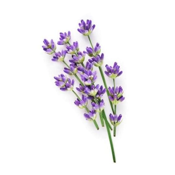 Lavender 15cm Pot - Margaret Roberts