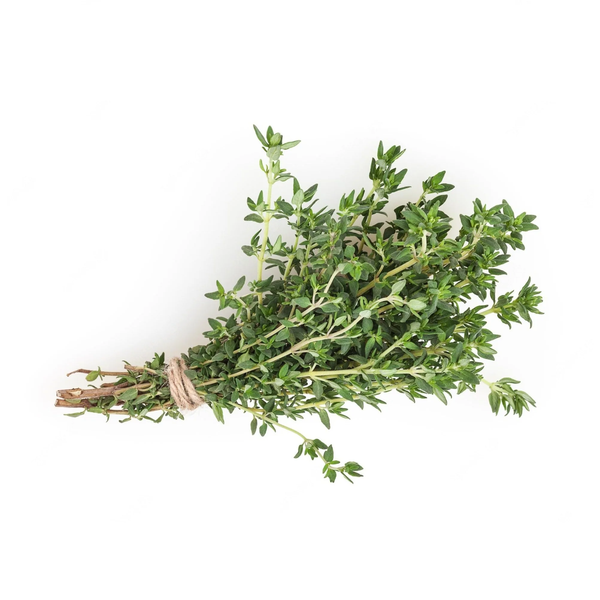 Thyme 6 pack