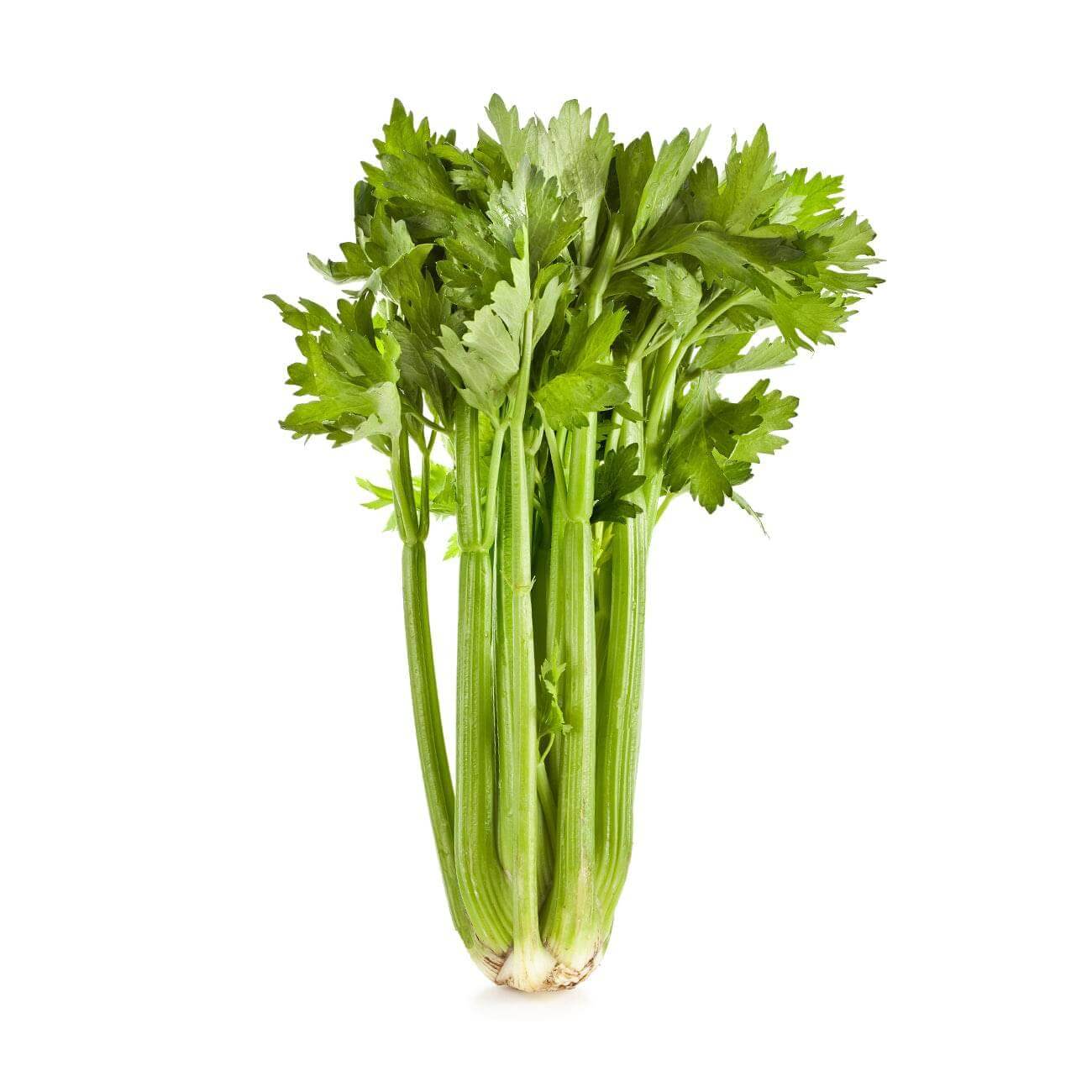 Celery 6 pack