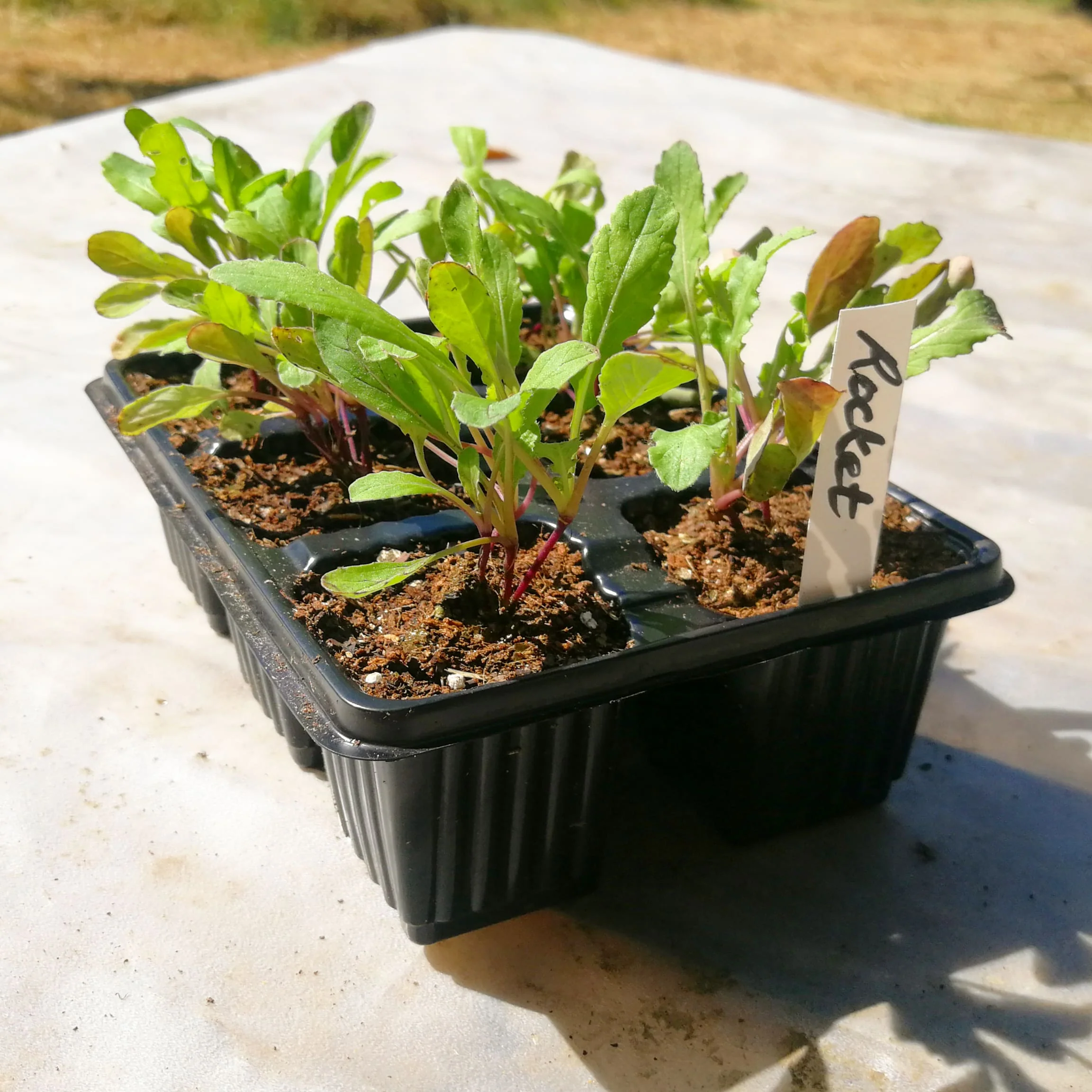 Rocket 6 pack - Cultivated