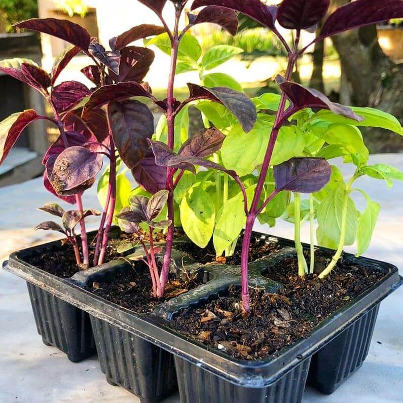 Basil 6 pack - Two Tone