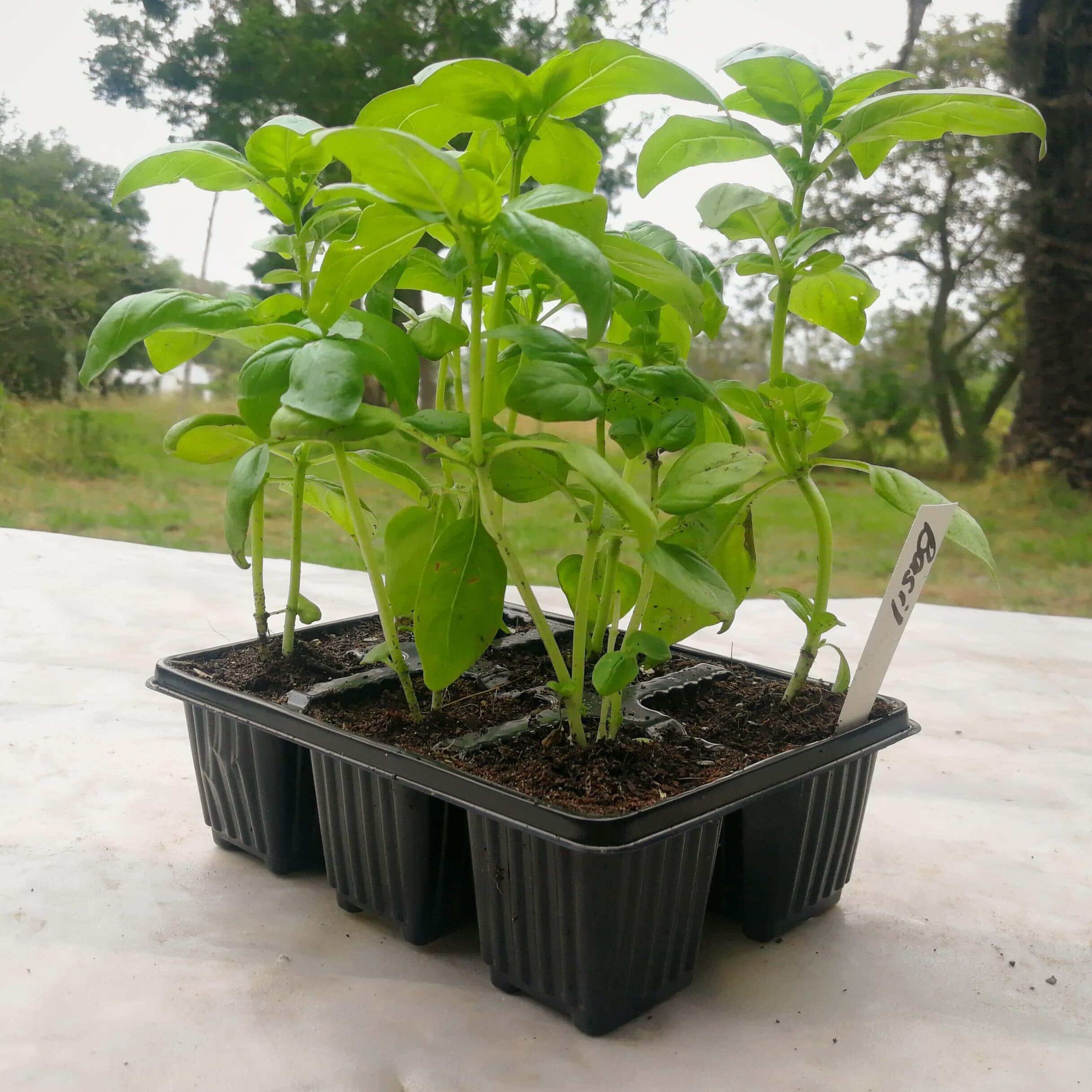 Basil 6 pack