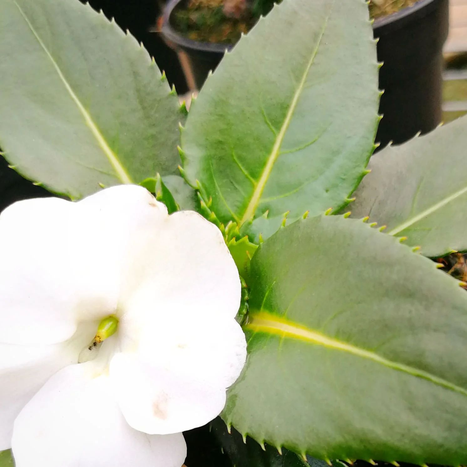 Sunpatiens 15cm Pot