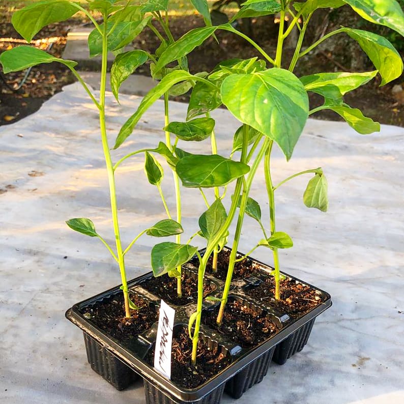 Peppers 6 pack - Sweet Piquante