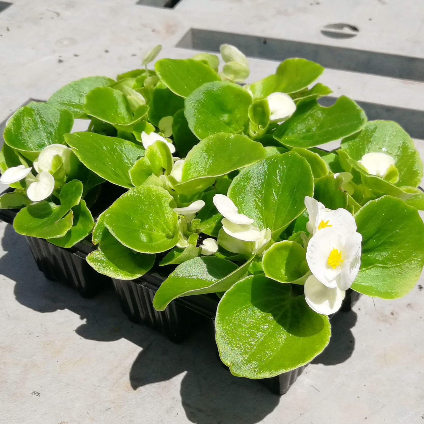Begonias 6 pack