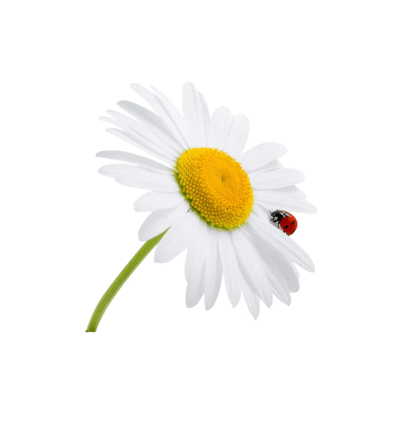 Argyranthemum 14cm Pot - Daisy